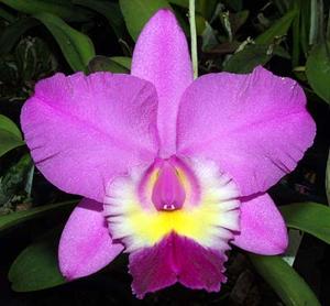 Cattleya Rosie's Surprise