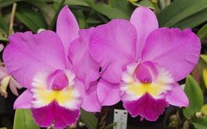 Cattleya Rosie's Surprise