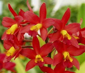 Cattlianthe Golden Treat