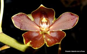 Grammatoheadia Boynton Leopard