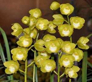 Cymbidium Beau Guest