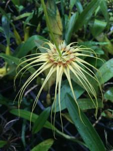 Bulbophyllum Lion King