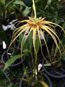 Bulbophyllum Lion King