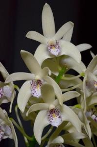 Dendrobium Kayla