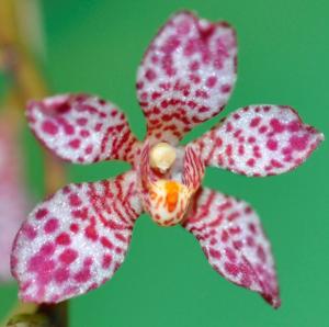 Sarcochilus Jeanne