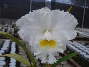 Cattleya Virginia Ruiz