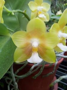 Phalaenopsis Ho's Dreamy Jade