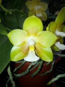 Phalaenopsis Ho's Dreamy Jade