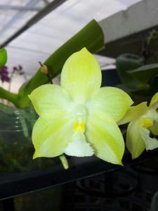 Phalaenopsis Ho's Dreamy Jade