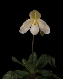 Paphiopedilum Gina Short