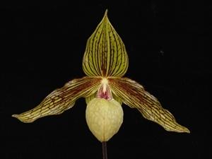 Paphiopedilum Harold Koopowitz