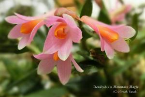 Dendrobium Mountain Magic