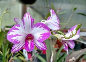 Dendrobium Enobi Purple