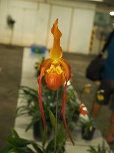 Phragmipedium China Dragon