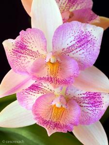 Caulocattleya Chantilly Lace