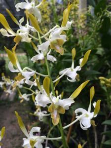 Dendrobium Waianae Profusion