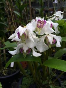 Dendrobium Nora Tokunaga