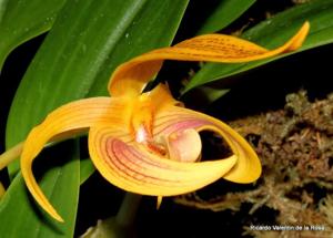 Bulbophyllum Wilmar Galaxy Star