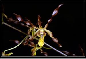 Dendrobium Touch of Gold