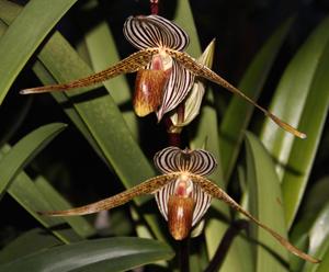 Paphiopedilum Bel Royal