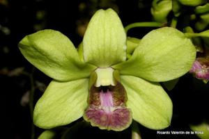 Dendrobium Burana Jade