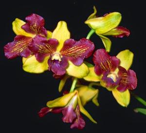 Dendrobium Chaisri Gold