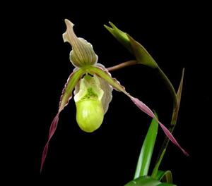 Phragmipedium Green Hornet