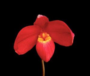 Phragmipedium Jason Fischer