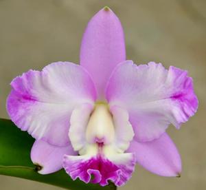 Cattleya Pink Spice