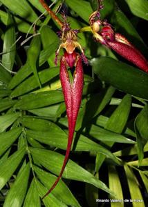 Bulbophyllum Doris Dukes