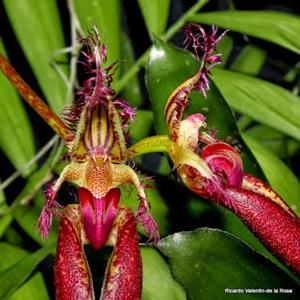 Bulbophyllum Doris Dukes