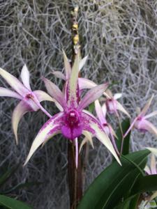 Dendrobium Gillieston Jazz