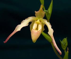 Phragmipedium Olaf Gruss