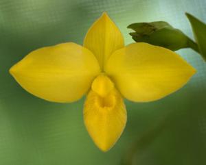 Phragmipedium Saint Ouen