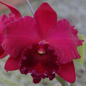 Rhyncholaeliocattleya Miya's Radiance