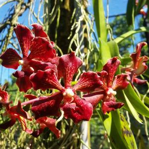 Vanda Motes Hot Chestnut