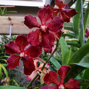 Vanda Motes Hot Chestnut