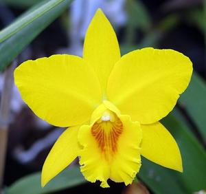 Rhyncholaeliocattleya Memoria Jim Nickou