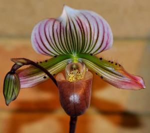 Paphiopedilum Dragon Callos