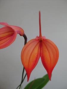 Masdevallia Falcon Sunrise