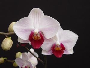 Phalaenopsis Little Gem Stripes