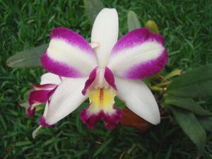 Rhyncholaeliocattleya Haw Yuan Beauty