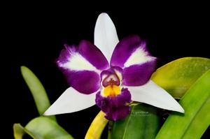 Rhyncholaeliocattleya Haw Yuan Beauty