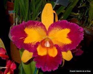 Rhyncholaeliocattleya Taiwan Queen