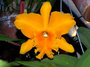 Rhyncholaeliocattleya Haw Yuan Gold