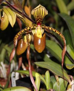 Paphiopedilum Angelina Krüger