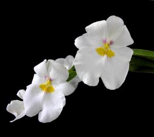 Miltoniopsis Rene Komoda