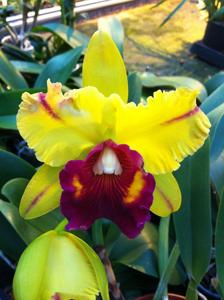 Rhyncholaeliocattleya Tainan Gold