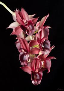 Catasetum Olga