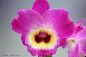 Dendrobium Lucky Princess